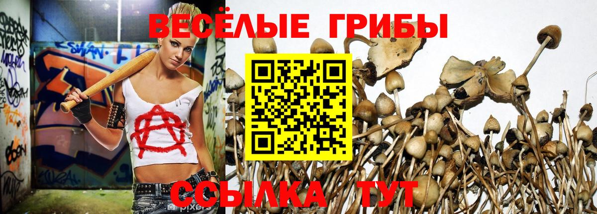 Димитровград  Галлюциногенные грибы Cubensis  Псилоцибиновые грибы прущие грибы  цена   Вход с VPN 